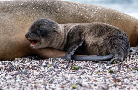 A seal pup nestled next to its mother