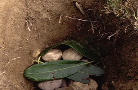 A small, shallow hole in the soil contains a few stones and is partially covered with green leaves. The surrounding area is grassy and earthy.