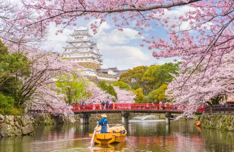 Cherry blossoms on a river in Japan