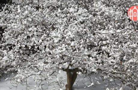 Close-up of a snowy tree on campus
