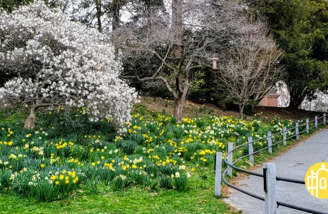 Zoom photo - Daffodil hill in spring