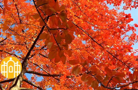 Photo of fall foliage