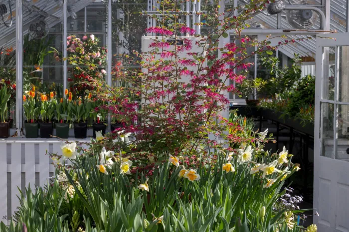 A display of daffodils