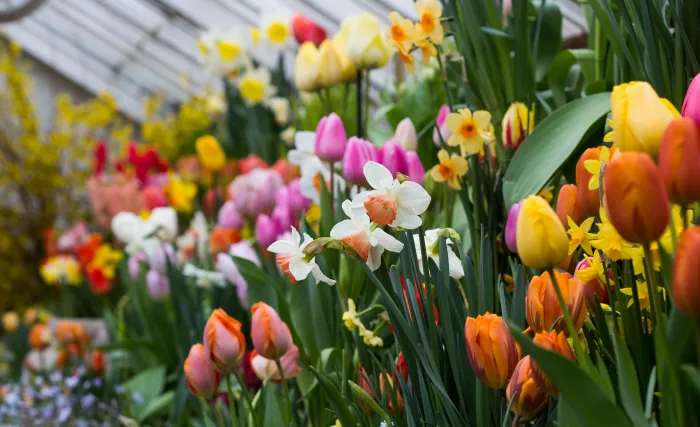 Daffodils and tulips