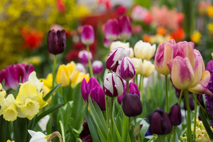 Tulips at the Bulb Show
