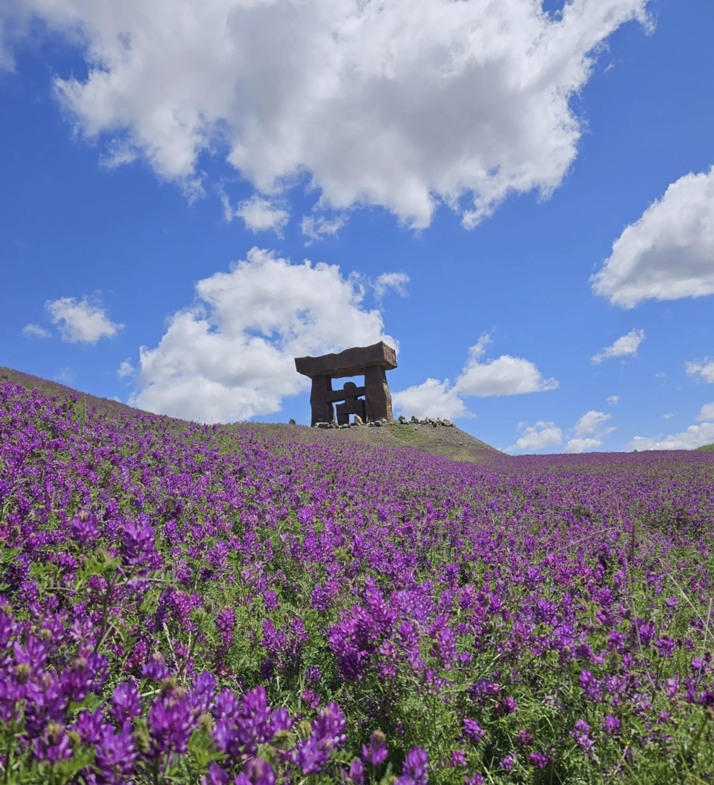 A field of purple flowers looks uphill to a stone monument.