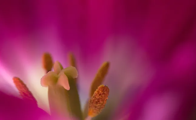 Spring Bulb Show 2016