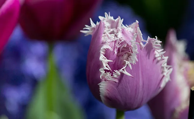 Spring Bulb Show 2016