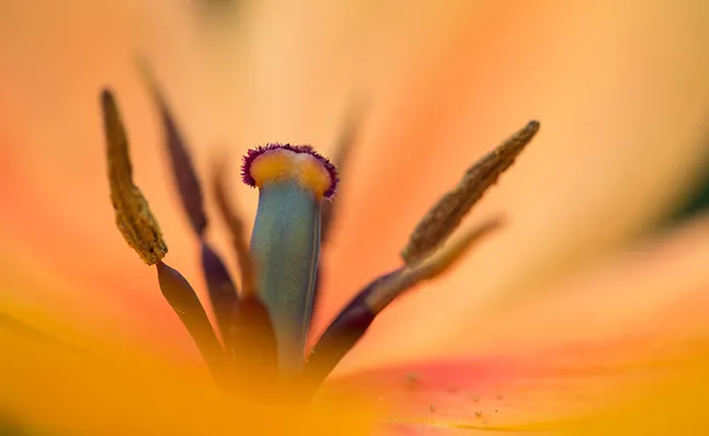 Spring Bulb Show 2016