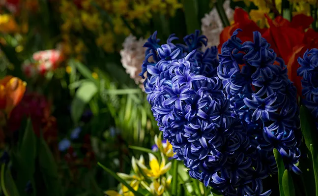 Spring Bulb Show 2016