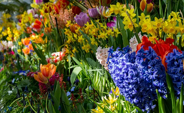 Spring Bulb Show 2016
