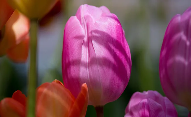 Spring Bulb Show 2016