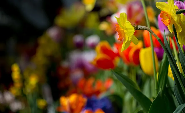 Spring Bulb Show 2016