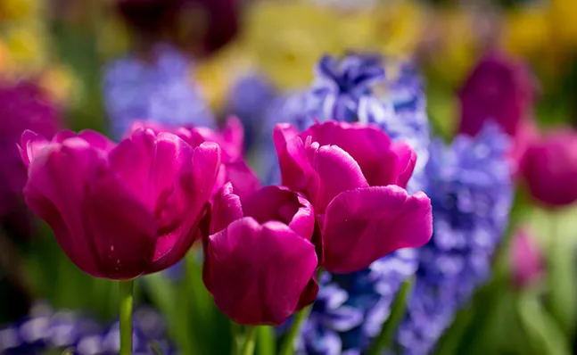 Spring Bulb Show 2016