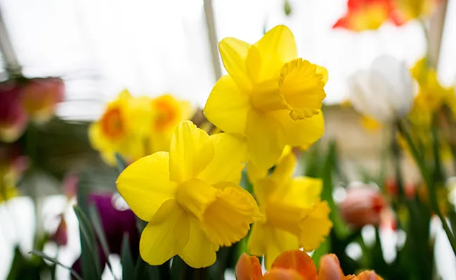 Spring Bulb Show 2016