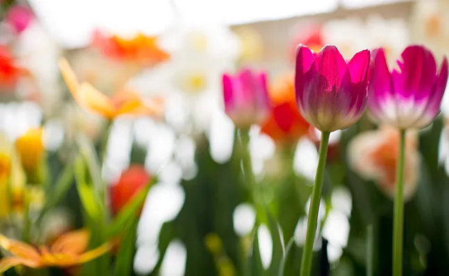 Spring Bulb Show 2016