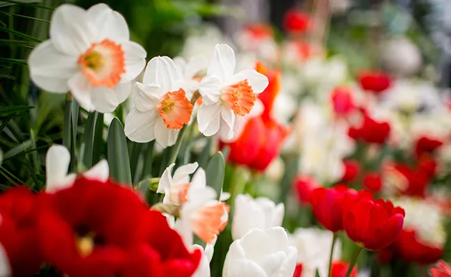 Spring Bulb Show 2016