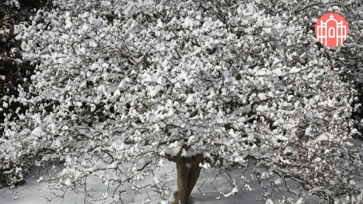 Close-up of a snowy tree on campus