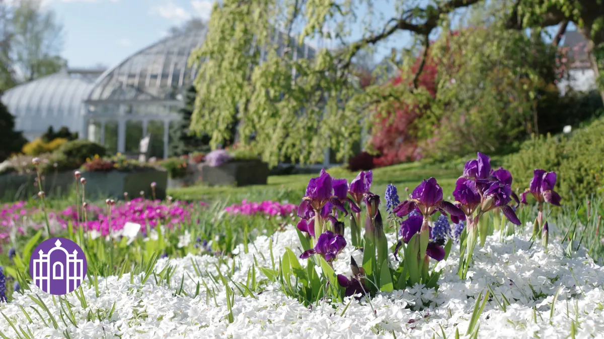 Zoom photo - flowers by the botanic garden greenhouses