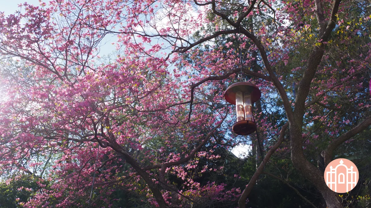 Zoom photo - blooming tree with bird feeder