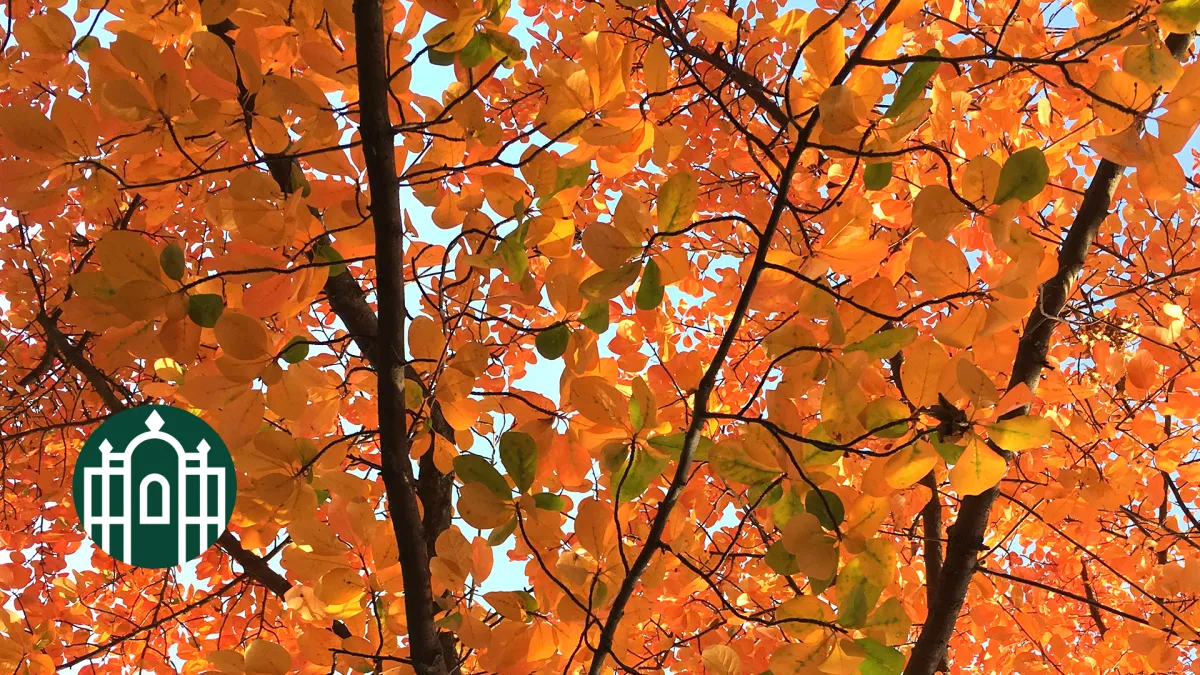 Photo of fall foliage