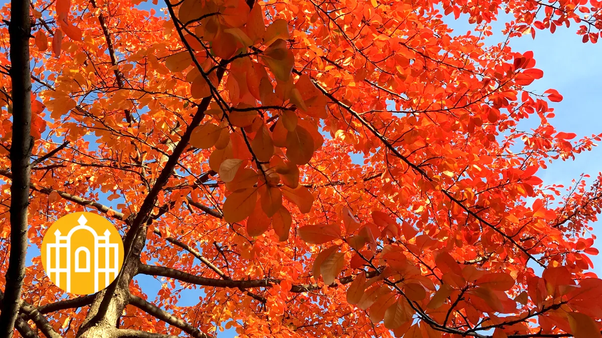 Photo of fall foliage