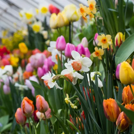 Daffodils and tulips