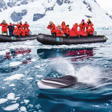 Tourists in rubber rafts watch a whale breach the surface of the icy water